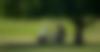 GOLF-voiturette-2500